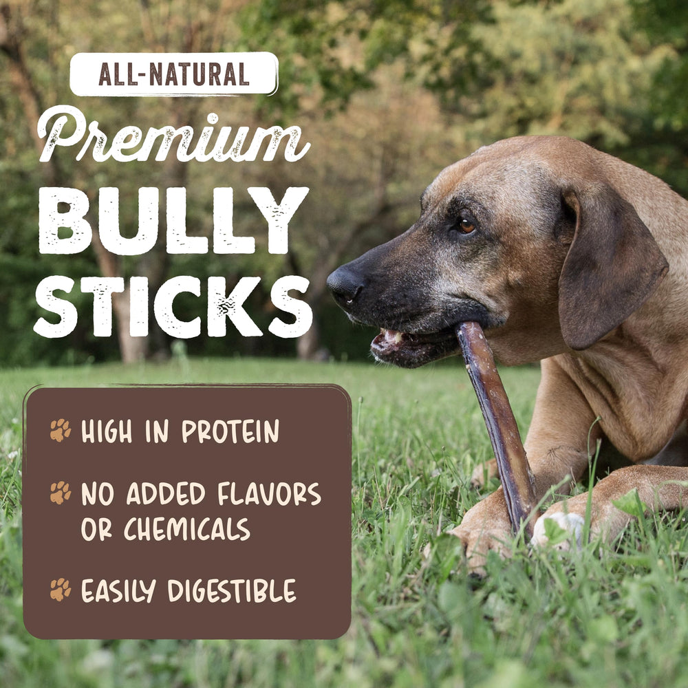Palito Mighty Paw bully de 6 pulgadas para perros medianos, ideal para mordida moderada.