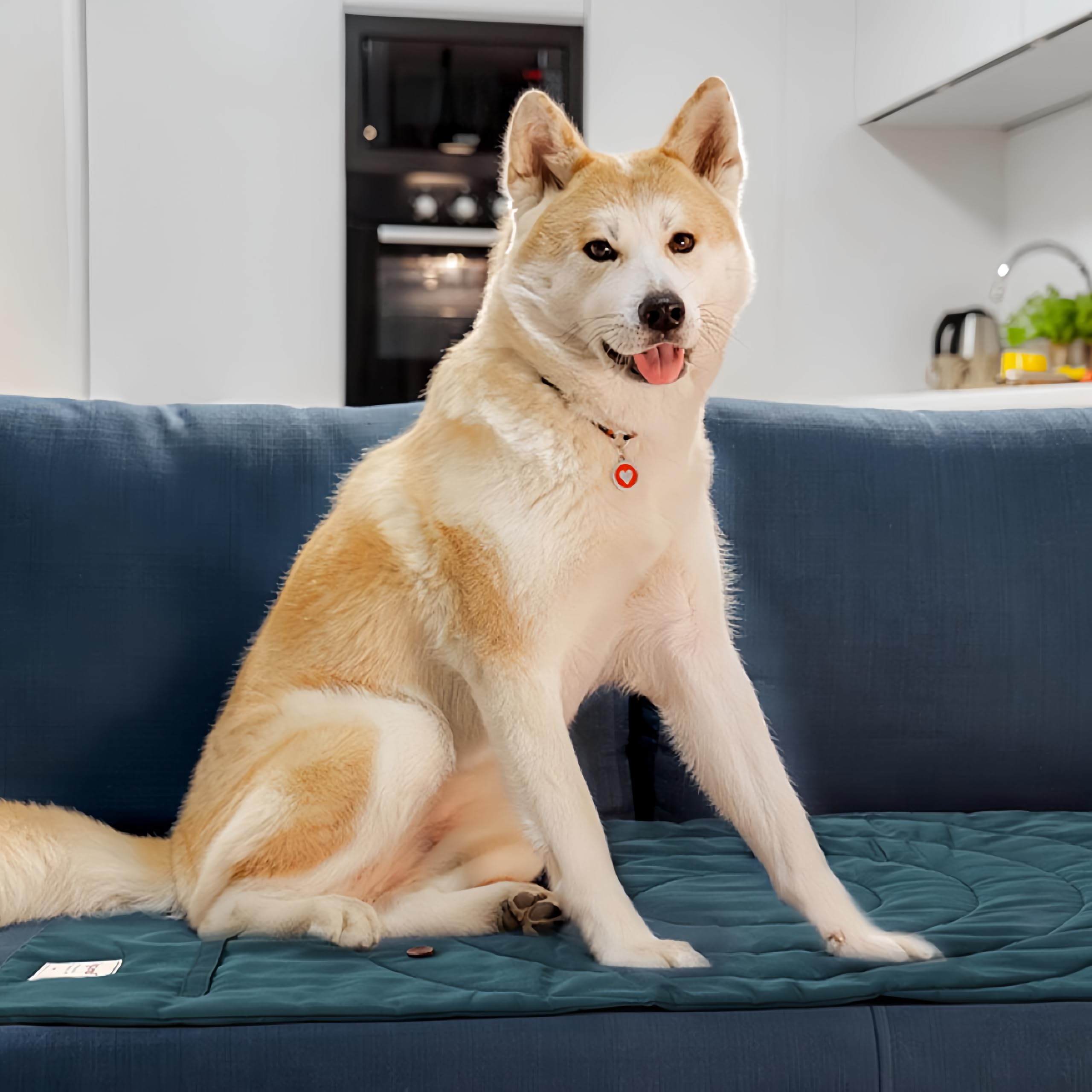 Cama perruna plegable con asa de MikooMikoo, ideal para coche.