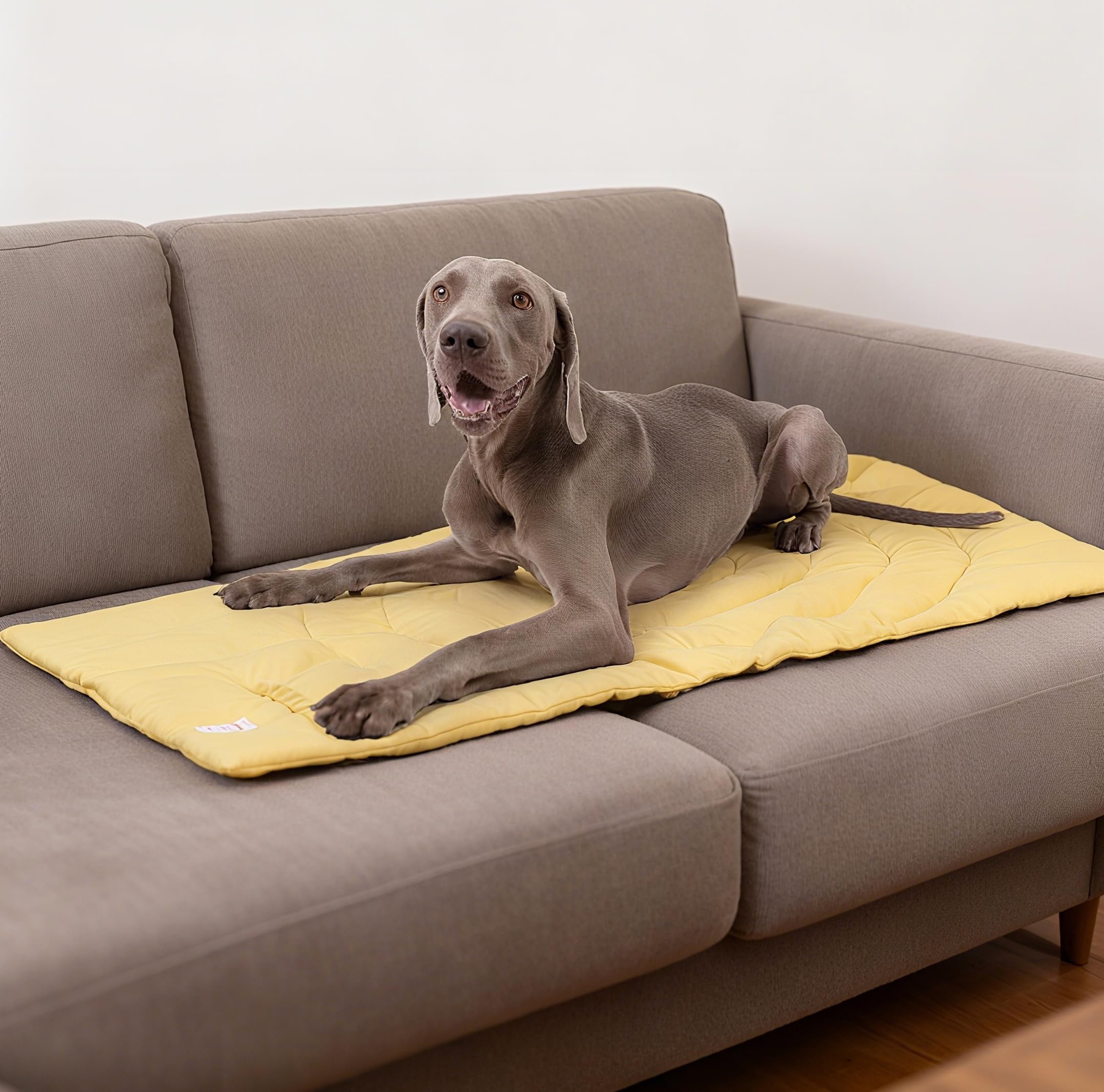 Diseño bullseye MikooMikoo favorece entrenamiento suave para tu mascota.