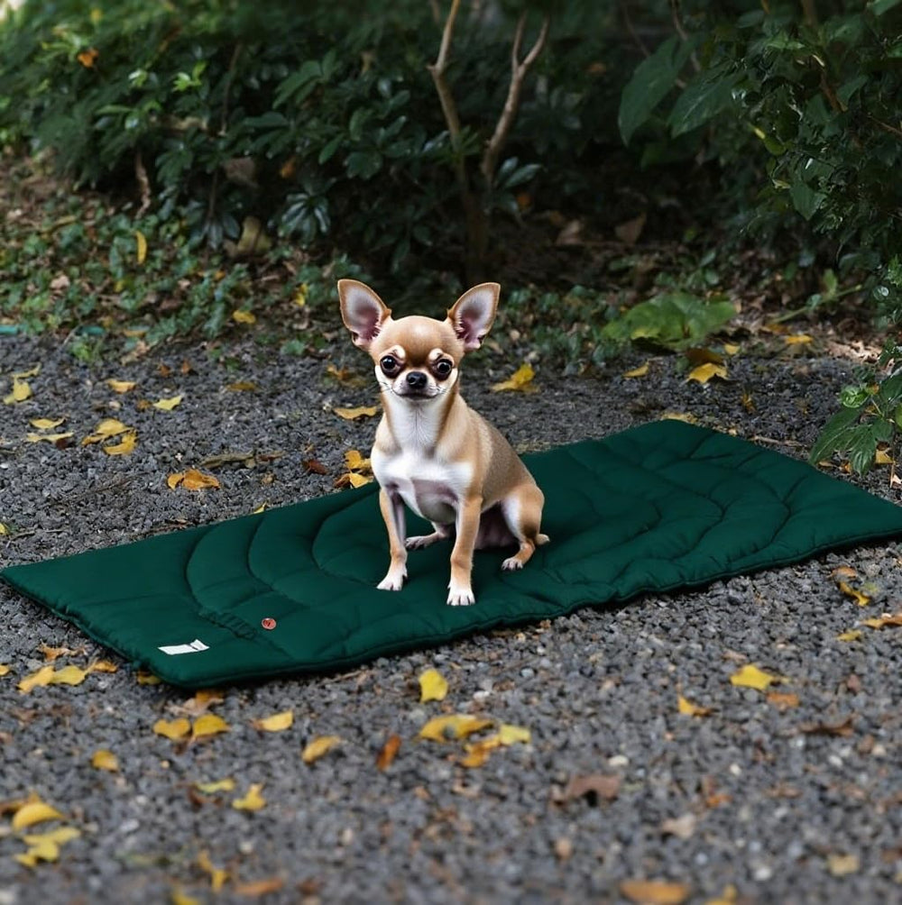 Capa impermeable MikooMikoo mantiene a tu perro seco al aire libre.