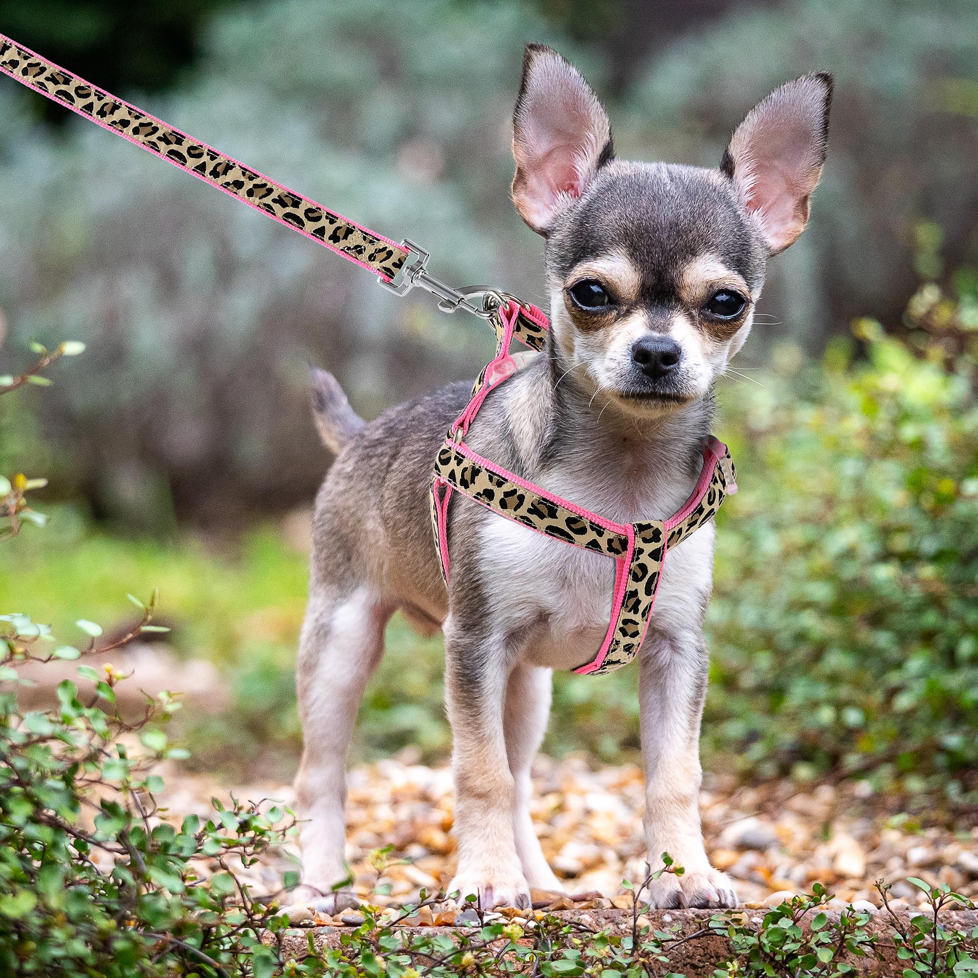 Collar Mile High Life leopard-rosa como parte del conjunto para perros pequeños.