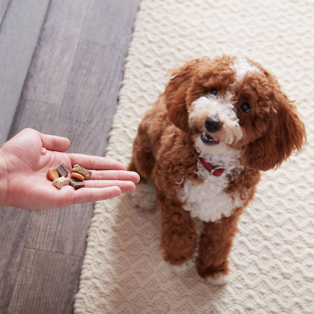 Milk-Bone Trail Mix ideal para paseos y aventuras al exterior