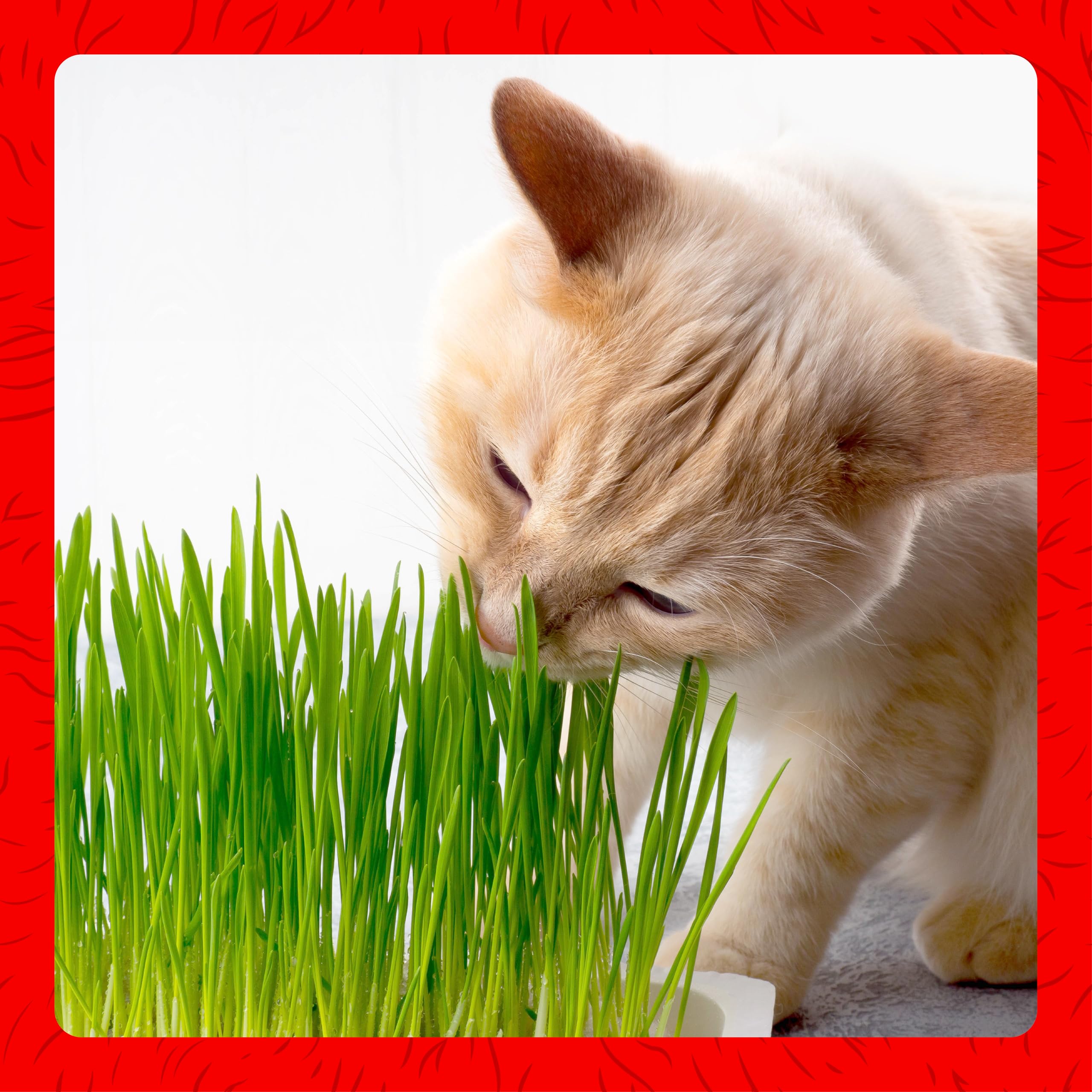Envase que permite cultivo directo de la hierba para gatos Miracle Care.