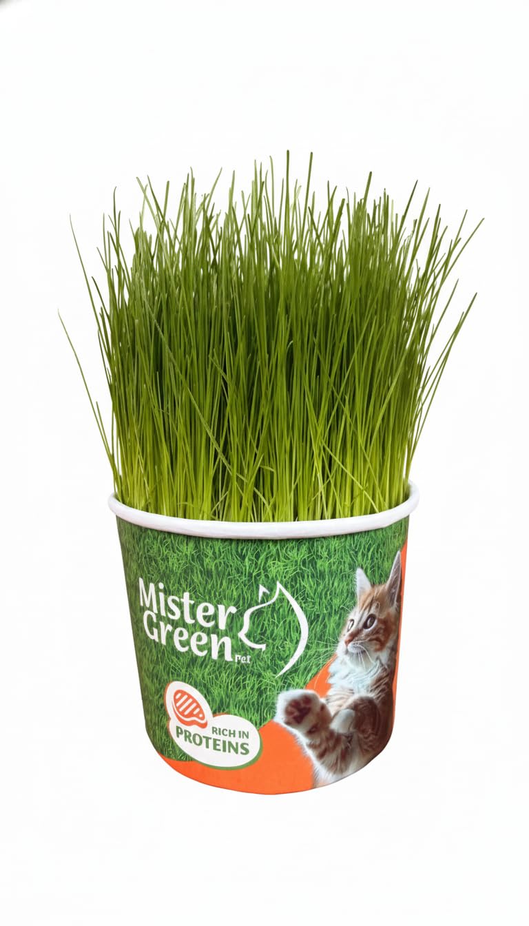 Mister Green Pet Cat Grass Grow Kit – uso en interiores seguro y limpio