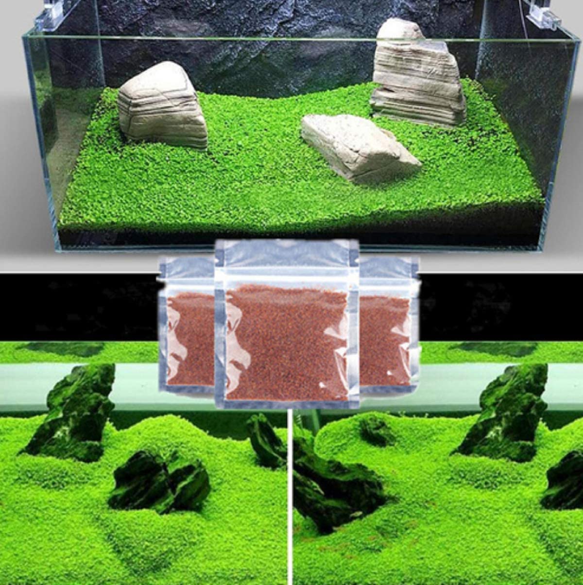 MISUHALOU planta de acuario con germinación rápida para inicio fácil