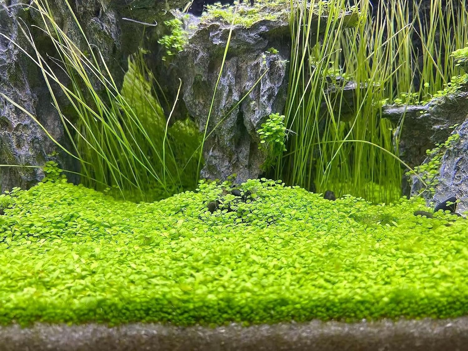 MISUHALOU planta de acuario paquete de 3 bolsas para paisajes