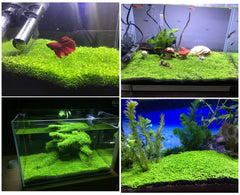 MISUHALOU planta de acuario temperatura óptima 25-28°C para crecimiento