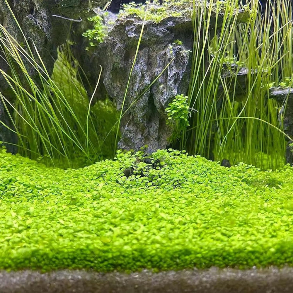 MISUHALOU cuidado básico: plantas saludables para acuario, sin complicaciones.