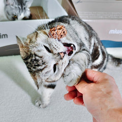 Miwoowim Fruto Gall y Silvervine generan aroma natural para gatos curiosos.