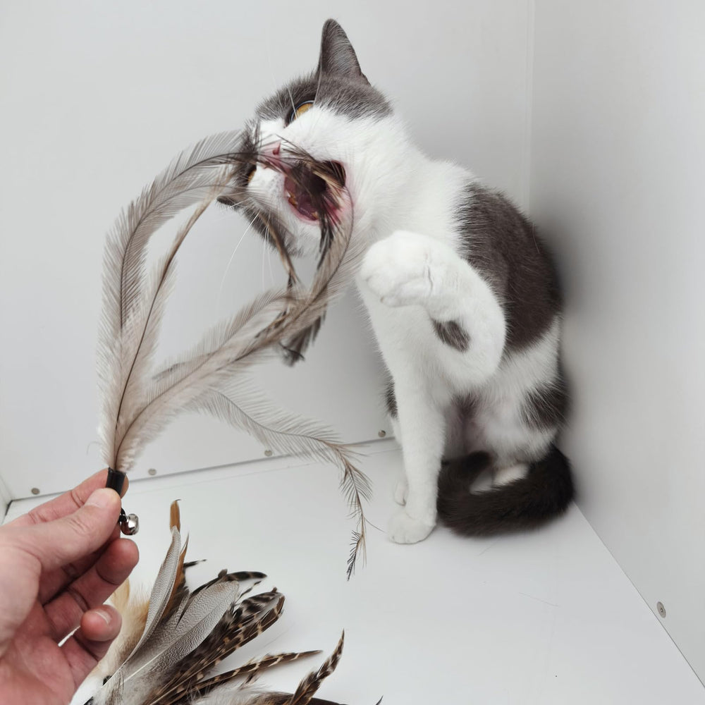 Miwoowim: plumas naturales sin teñido para juego seguro