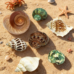 MOASIOP conchas decorativas para playa, perfectas para proyectos de manualidades seguros.