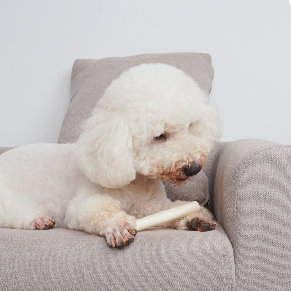 MON2SUN Cuidado dental básico durante la masticación para perros pequeños.