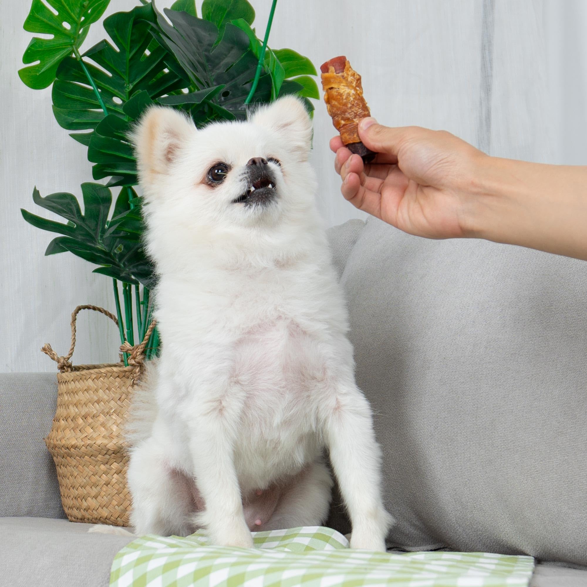 MON2SUN snack diario para mantener a tu perro entretenido.