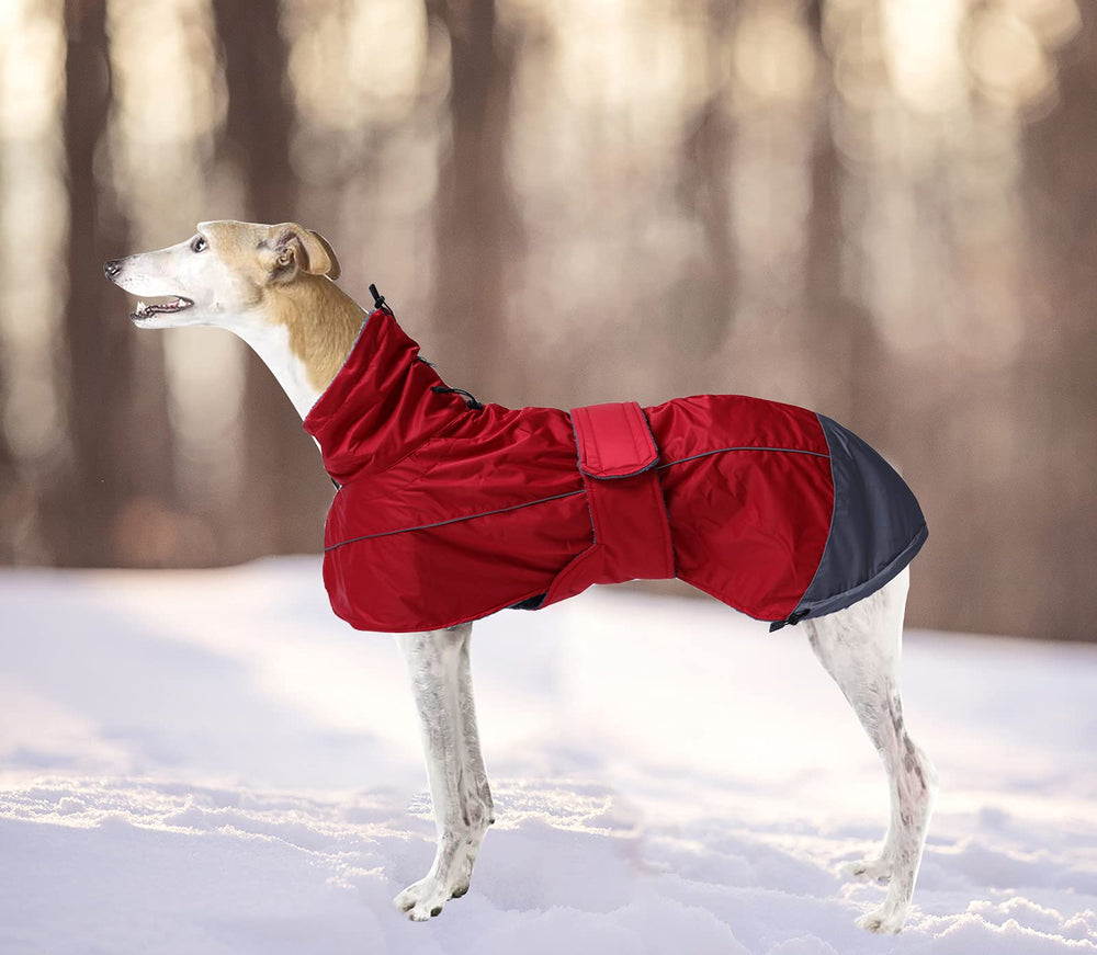 Morezi lavado a máquina: cuidado fácil para ropa de perro.