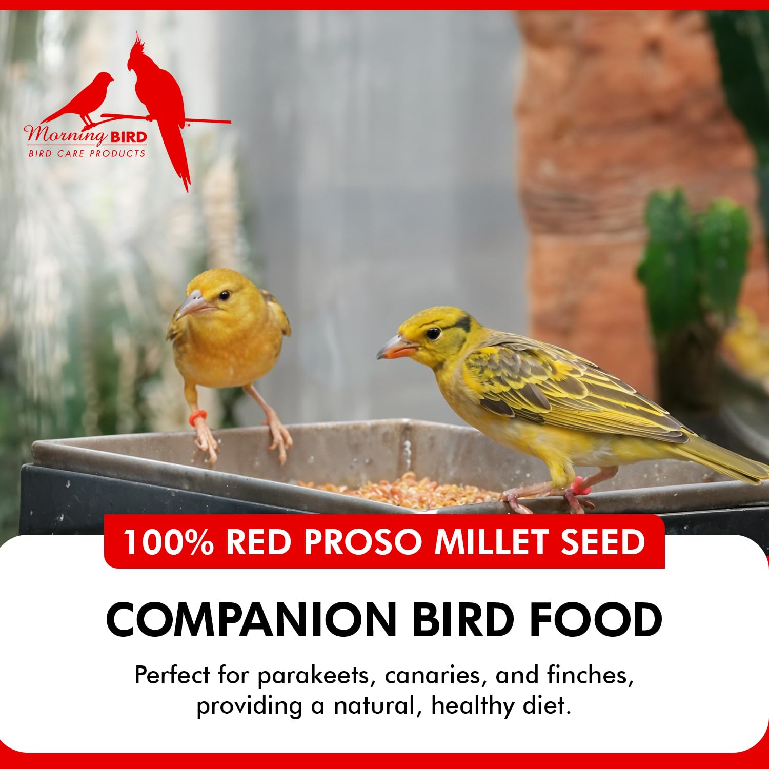 SemillaMorning Bird Red Proso Millet base de alimentación para aves