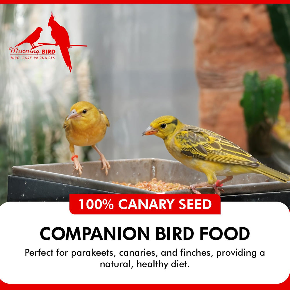 Tazón con semillas Morning Bird para alimentar aves con facilidad.