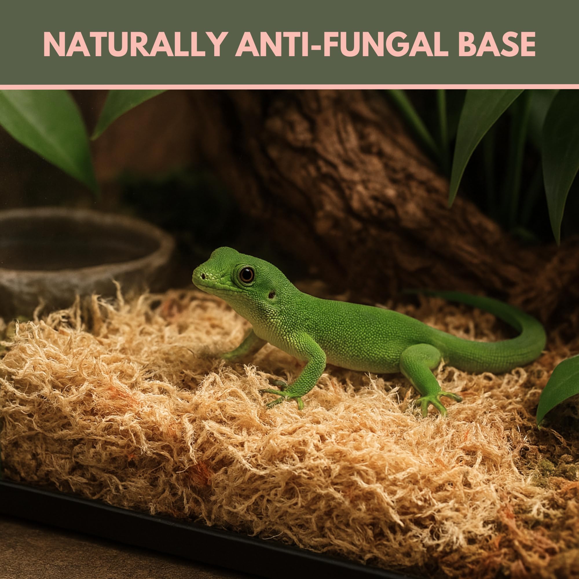 Mossify musgo esfagno mejora el microambiente de hábitats de reptiles.