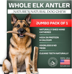 Mountain Valley Antlers presenta cuerno de alce entero jumbo para perros masticadores grandes.