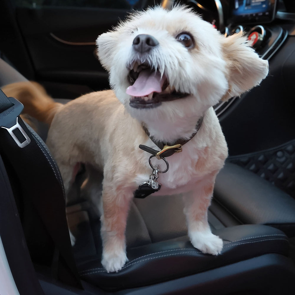 Mr. Pen: ideal para mantener al perro cómodo sin distracciones al conducir.