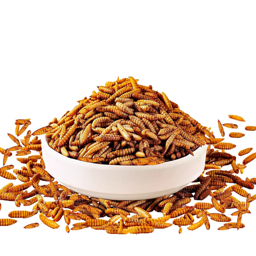 MTART proteina alta en larvas secas para aves, favorece crecimiento equilibrado.