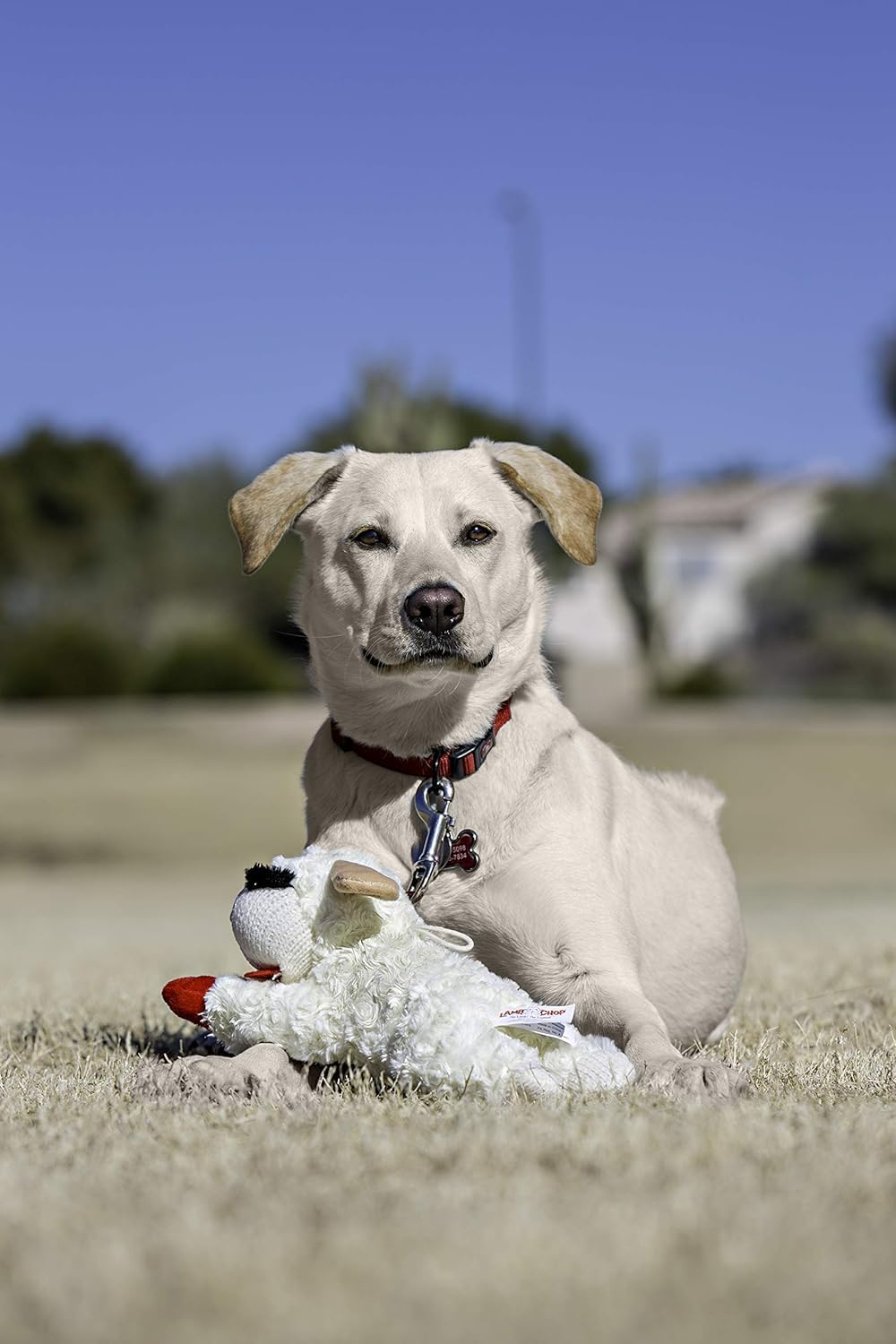 Lamb Chop pack de 3, conjunto para compartir con tu perro