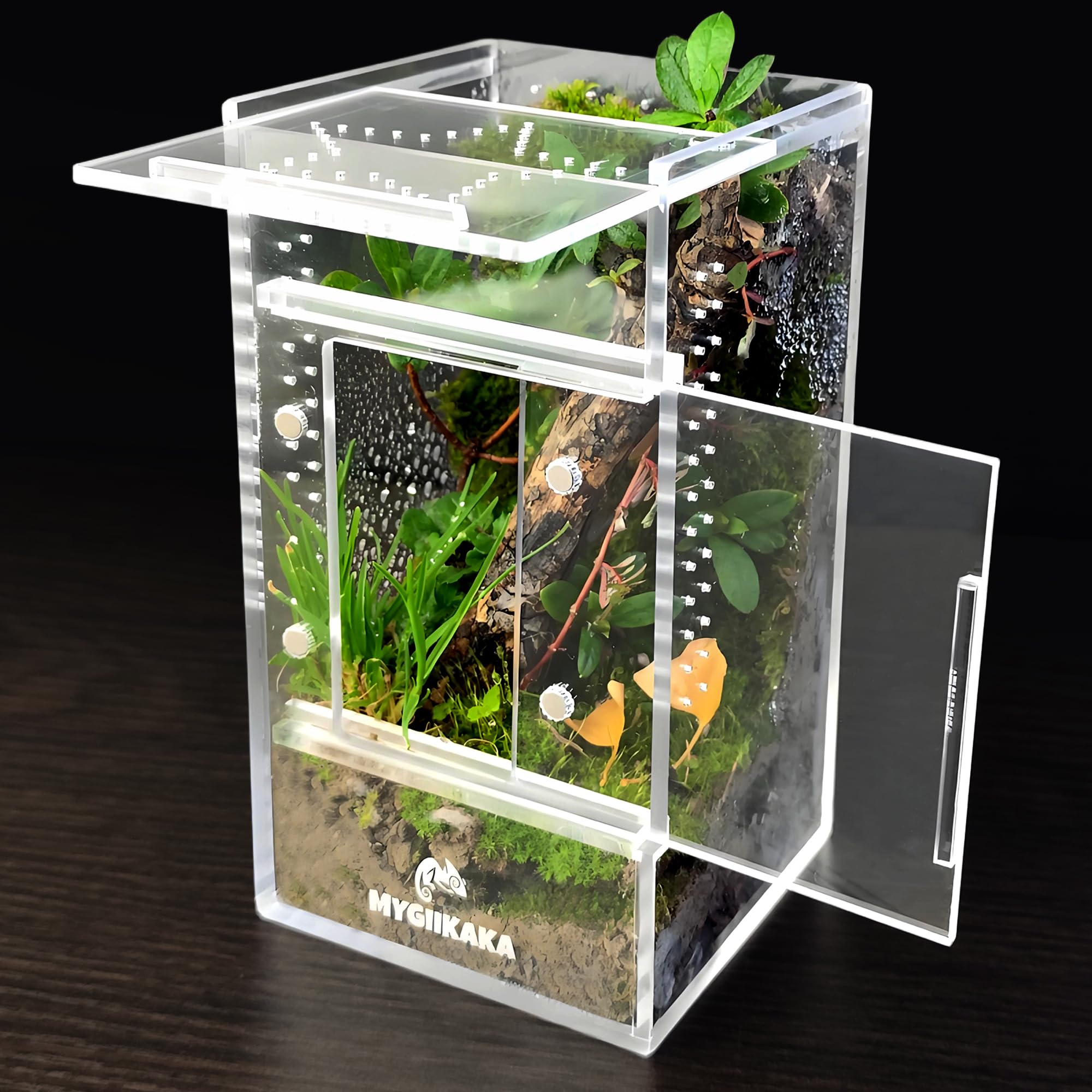 MYGIIKAKA terrario insectos arañas saltarinas con vista clara para observar detalles.