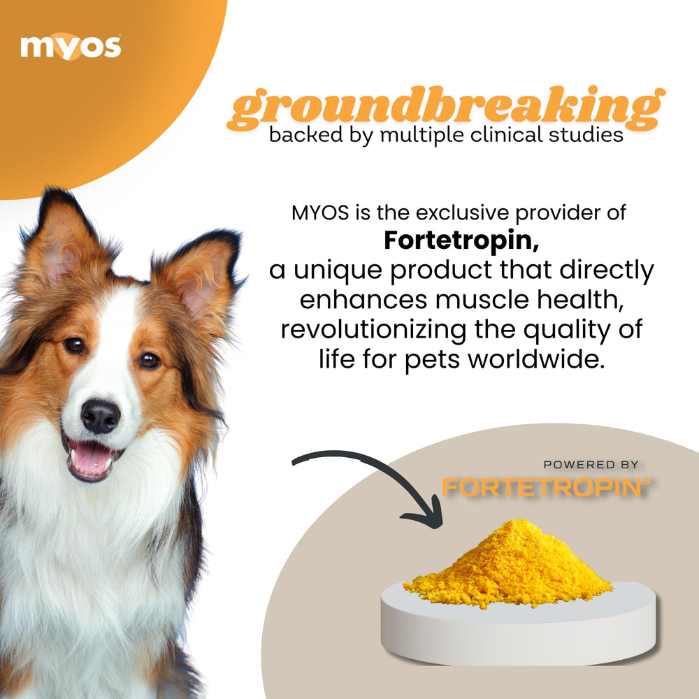 Recuperación de perro tras lesión o cirugía con MYOS Canine Muscle Formula.