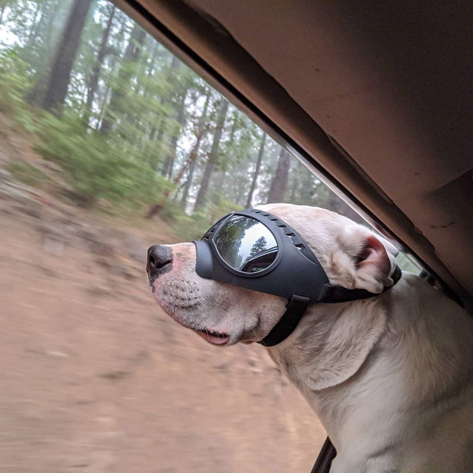 Uso exterior de gafas NAMSAN para perros, ideal al viajar o conducir