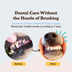 Polvo dental Natural Dog Company, aliento fresco para perros