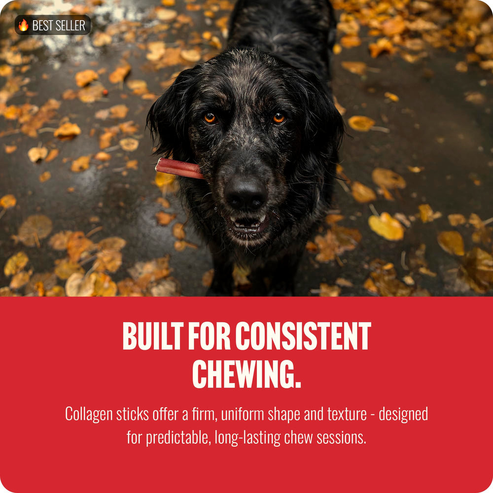 Natural Farm aporta energía y movilidad para perros activos