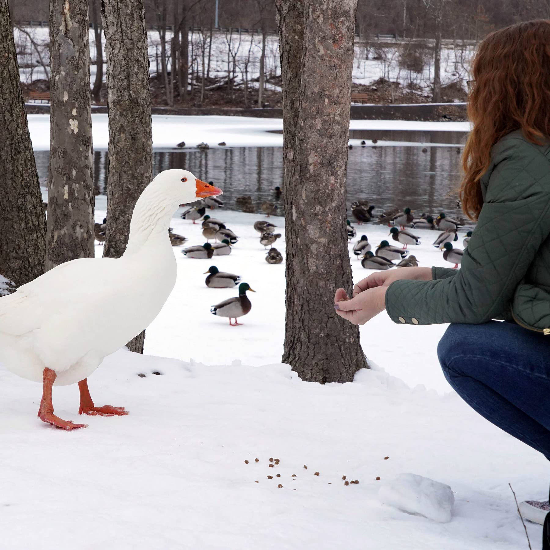 Dieta equilibrada para aves acuáticas con fibra y proteína