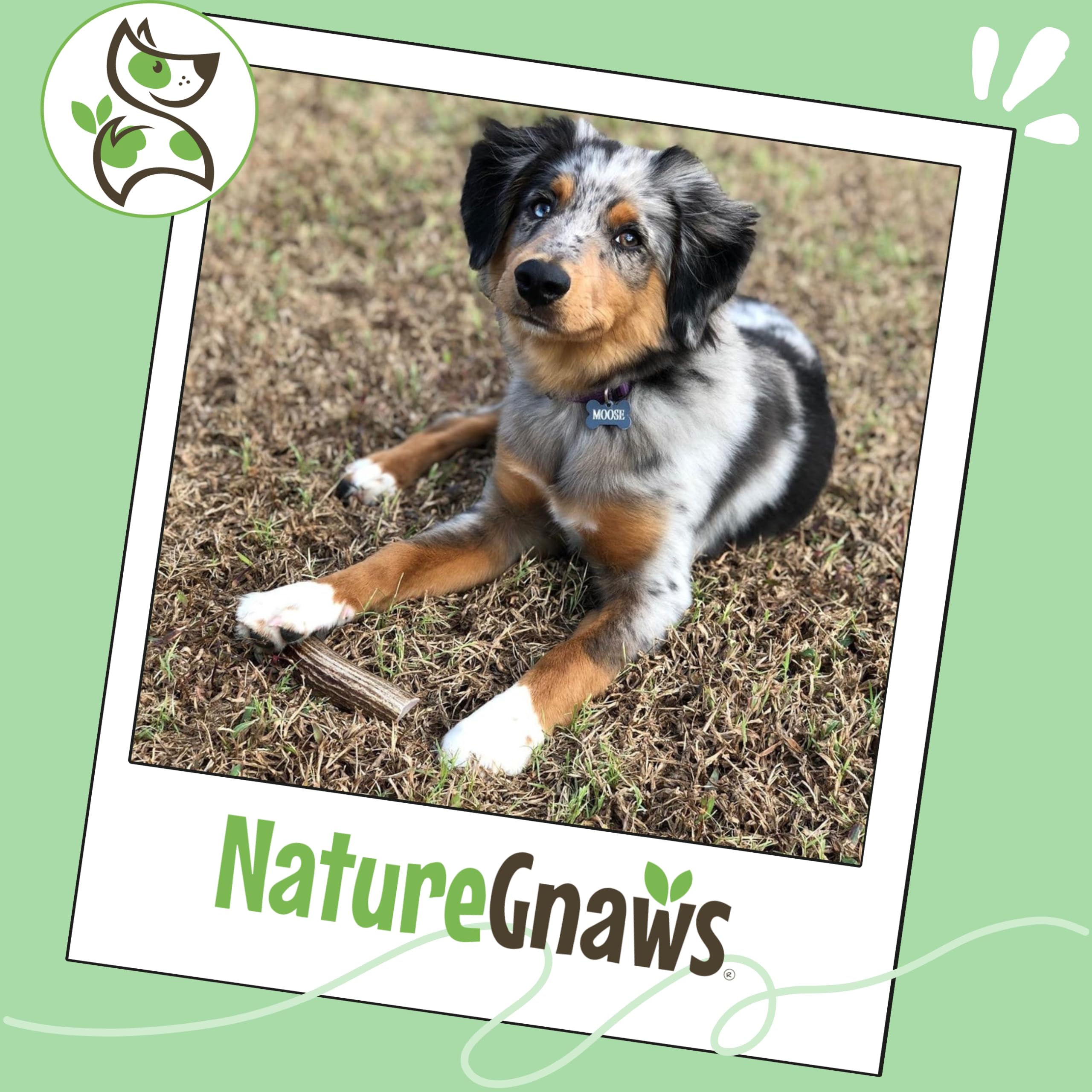 Astas de alce Nature Gnaws para perros grandes, aptas para masticadores activos.