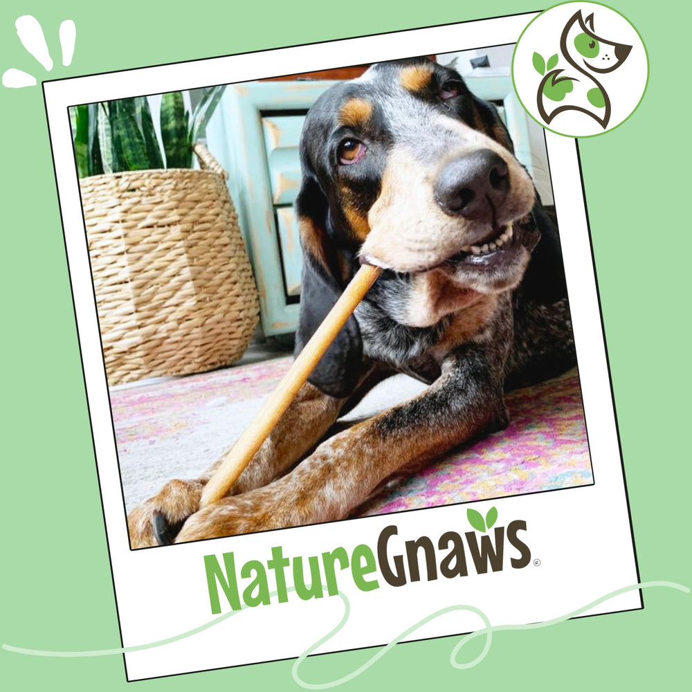 Nature Gnaws Bully Sticks ingrediente único carne de res.