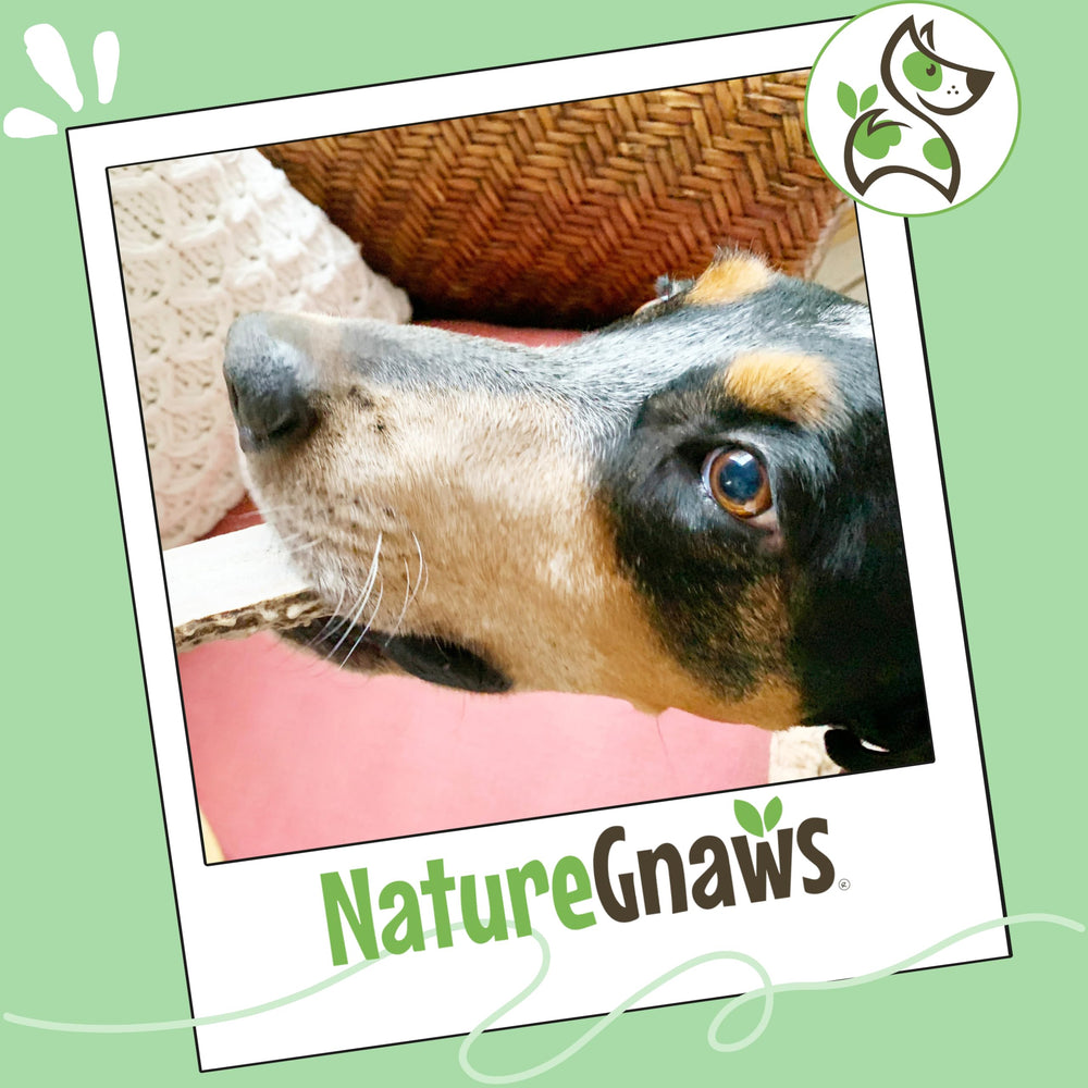Nature Gnaws cuernos de ciervo para perros pequeños y medianos, mezcla duradera