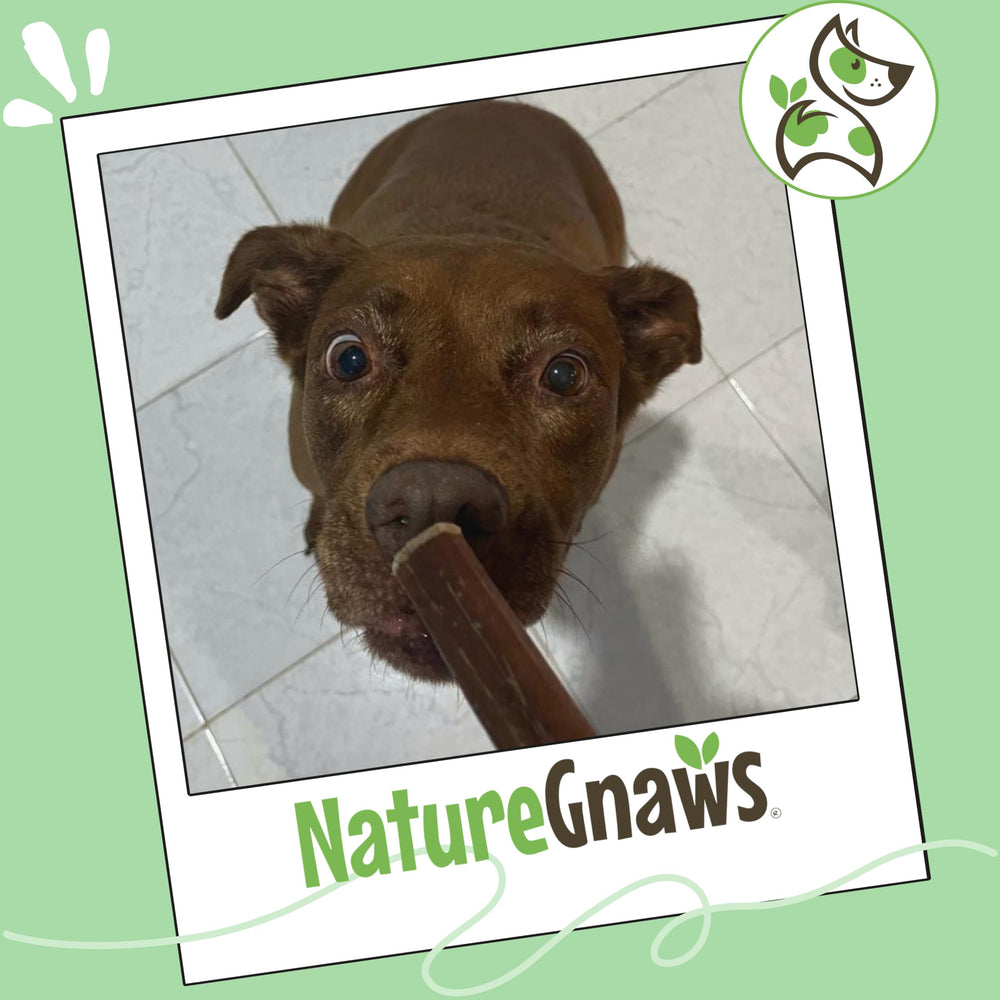 Nature Gnaws aroma natural que atrae a tu perro durante la masticación.