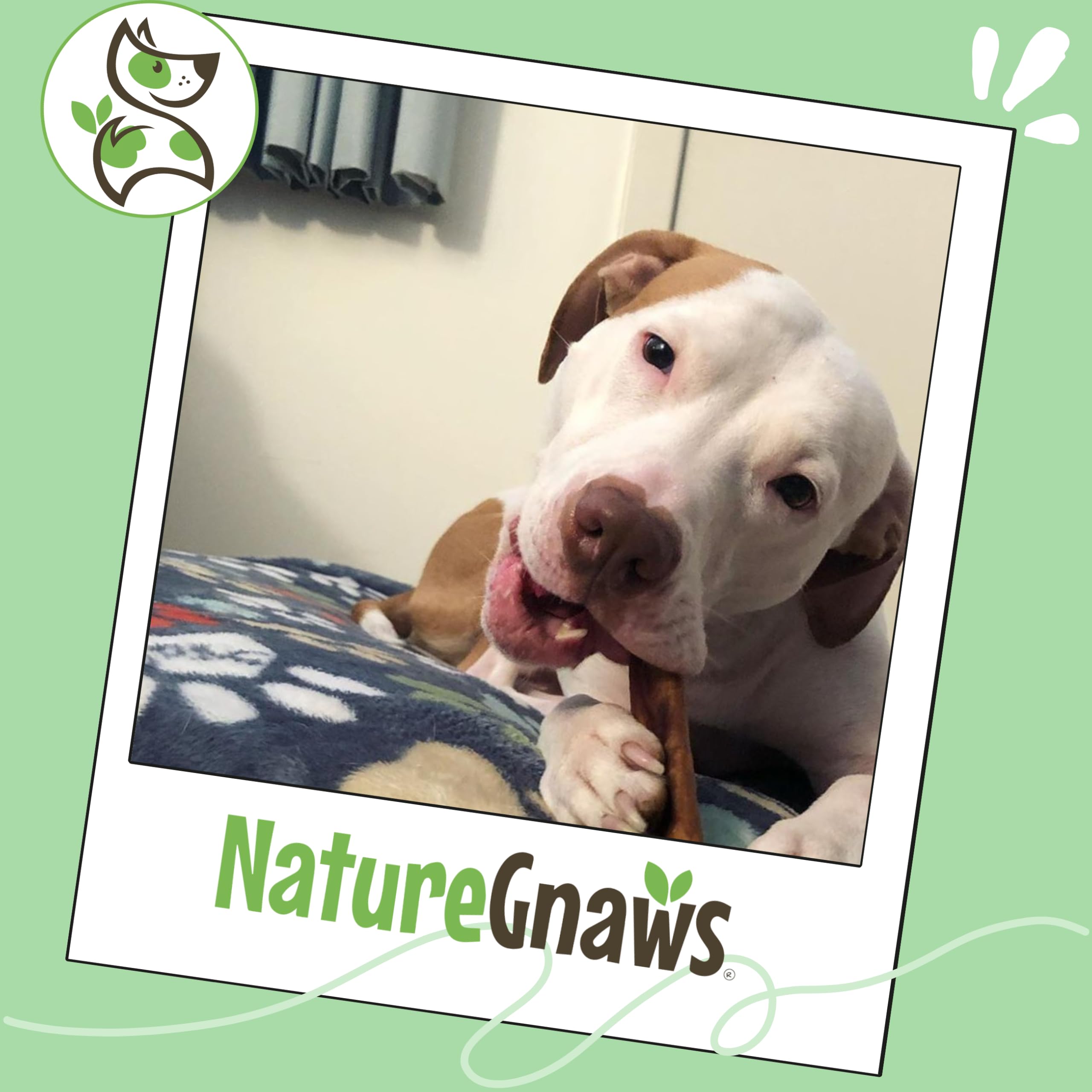 Nature Gnaws bullys en bolsa de 1 lb, conveniente para varias sesiones.