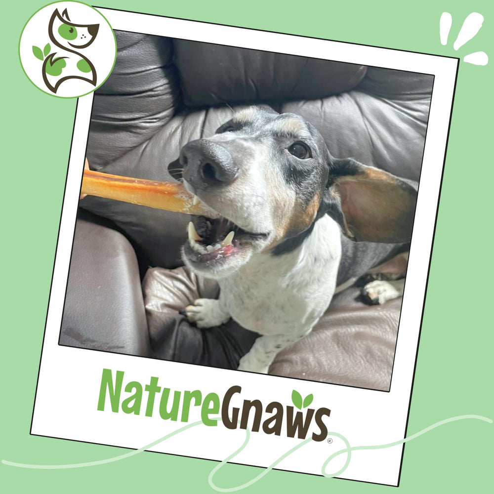 Nature Gnaws palitos finos de res, recompensa sabrosa para perros
