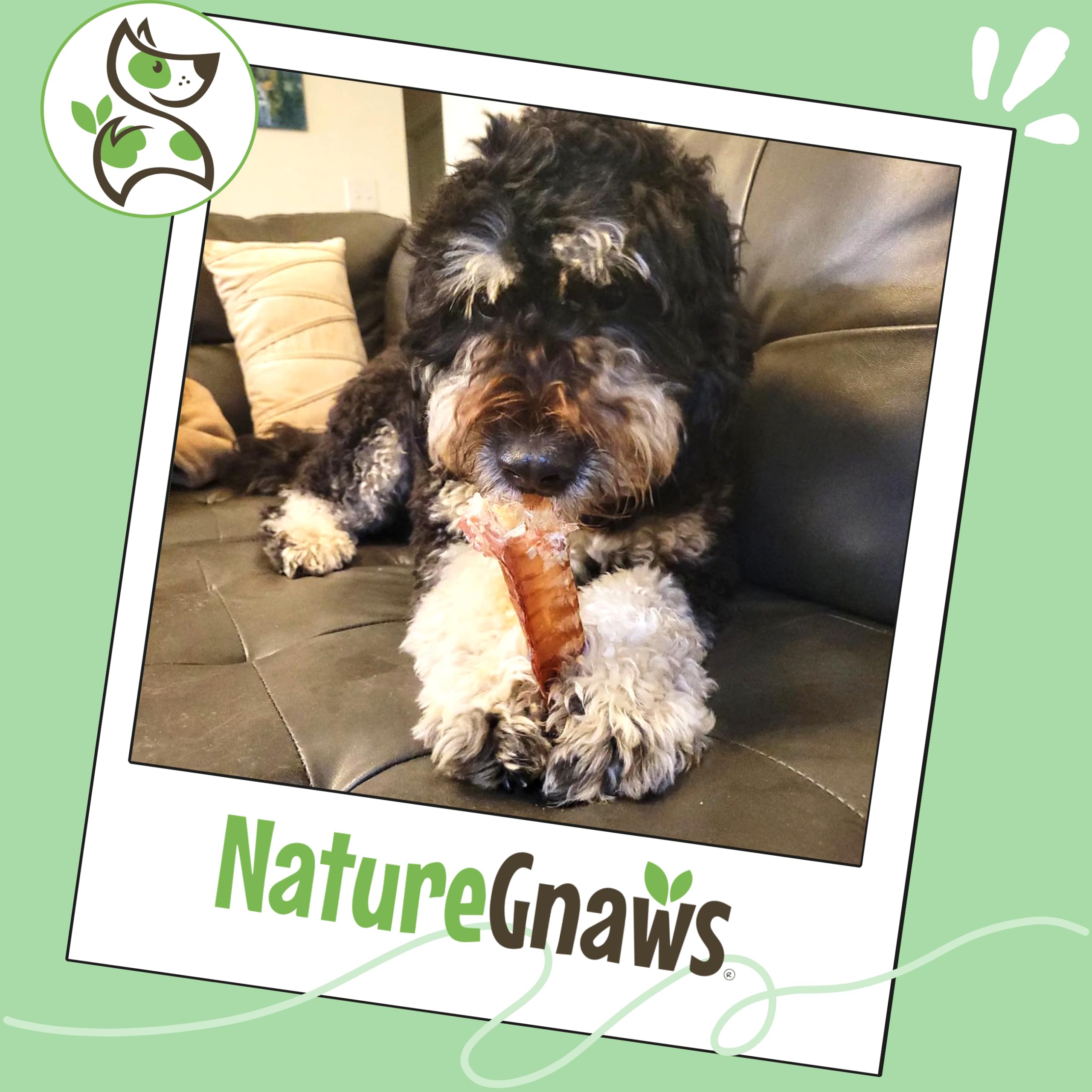 Portrait d'un chien satisfait avec Trachée de bœuf Nature Gnaws, soutien à la mastication.