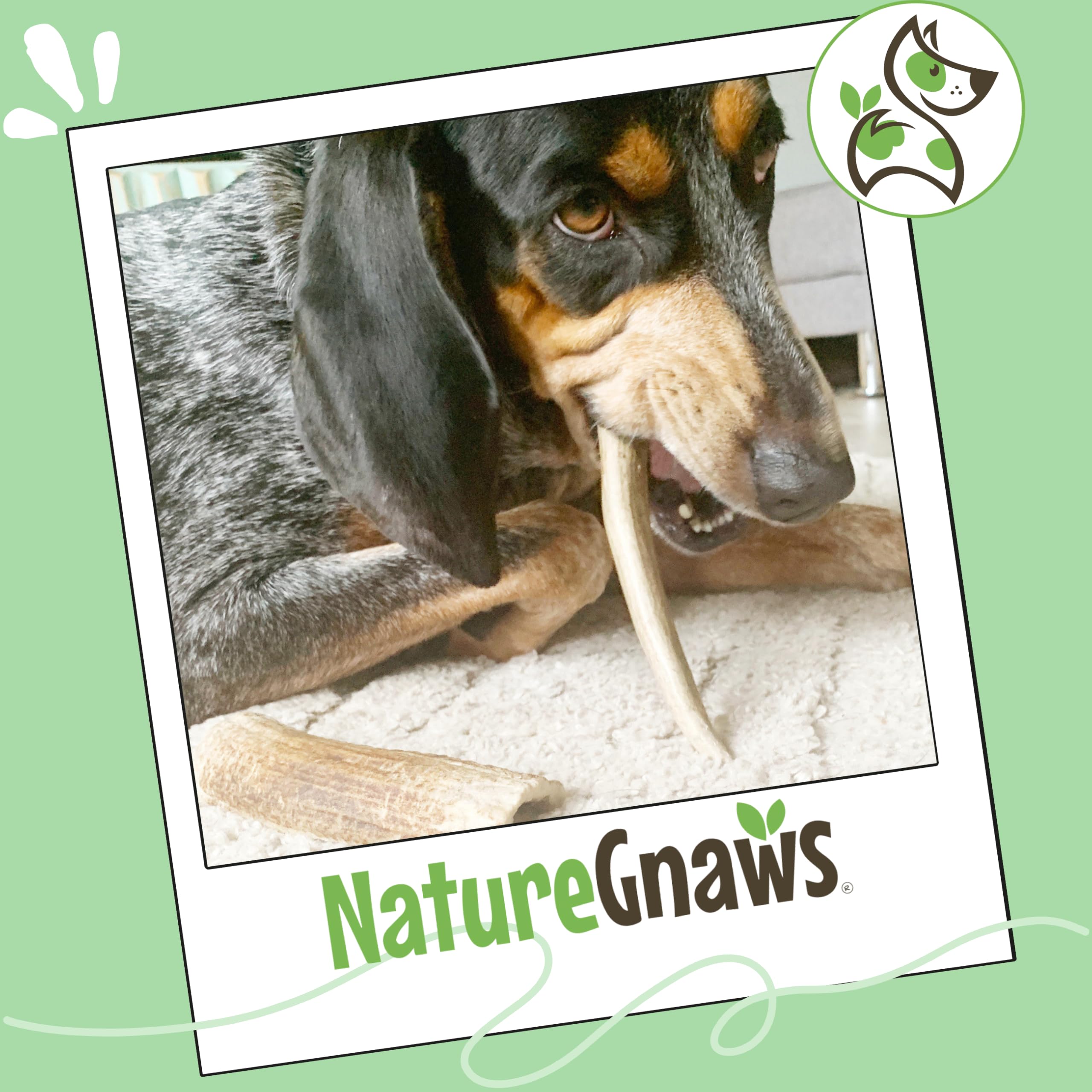 Cuernos para perros grandes: fuente mineral natural y bocadito sabroso.