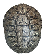 Nautical Beach Decor caparazón tortuga oreja roja de 6-8 pulgadas para colección decorativa.
