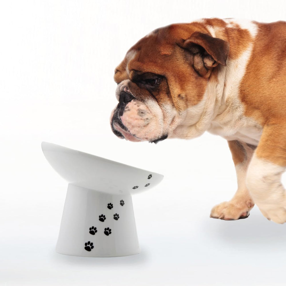 Necoichi: cuenco elevado e inclinado para perros y gatos, facilita comer sin fatiga de bigotes