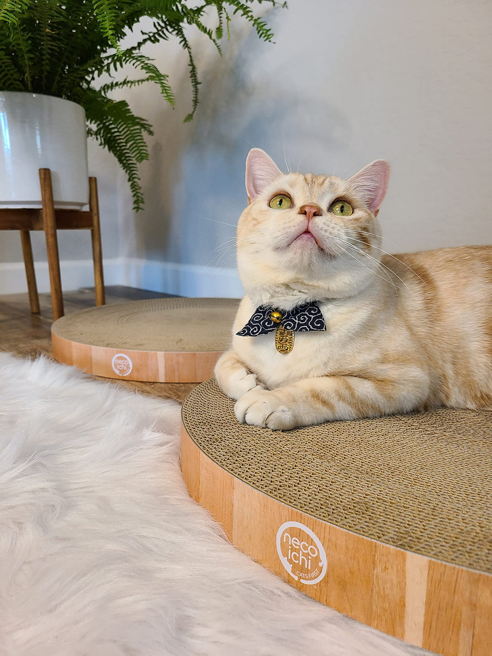 Necoichi diseño moderno con silueta de gato para decorar tu sala.