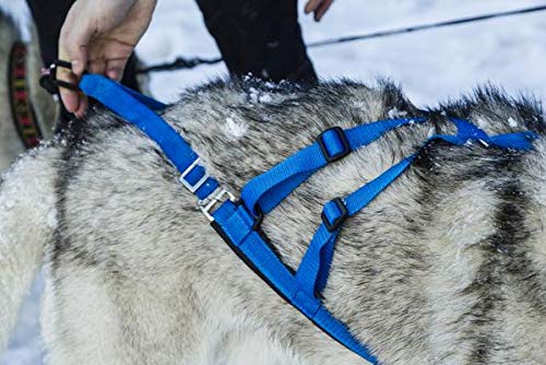 Neewa Sled Pro arnés, uso en canicross, seguridad al tirar.