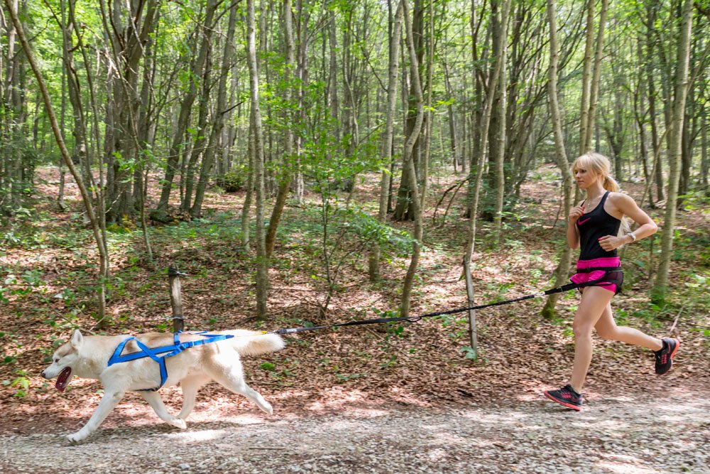 Neewa Tug Line para paseos urbanos con perro