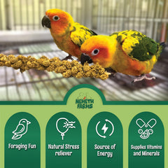 Nemeth Farms, aves consumiendo ramo de mijo, estimula la actividad de pico.