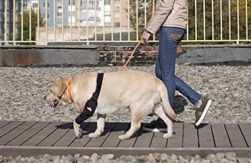 NeoAlly codo de perro diseño anatómico garantiza ajuste cómodo.