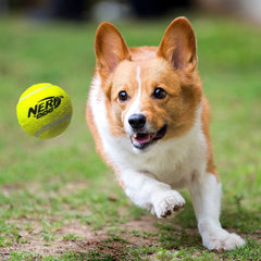 Nerf Dog bolas-tenis-chirrido-2-5-pulgadas ayudan a buscar y traer con facilidad