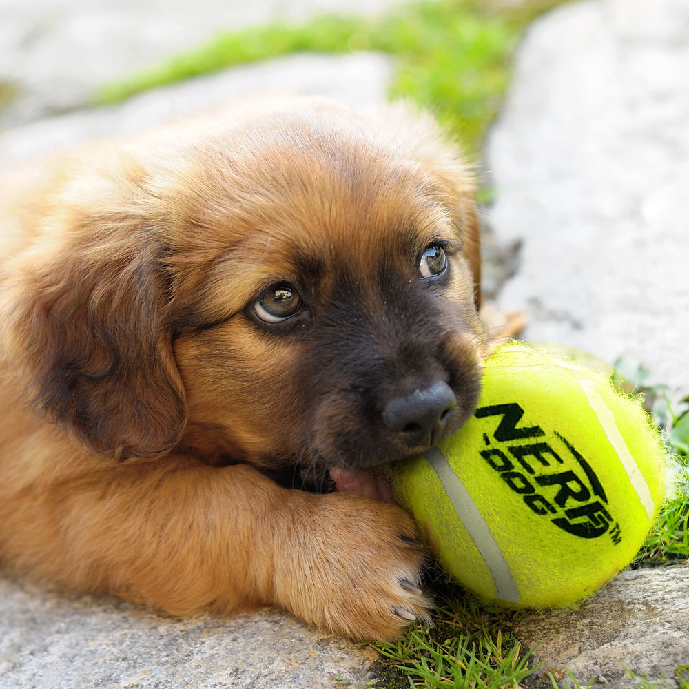 Nerf Dog juego de fetch en exterior, seguro y fácil de usar en el parque
