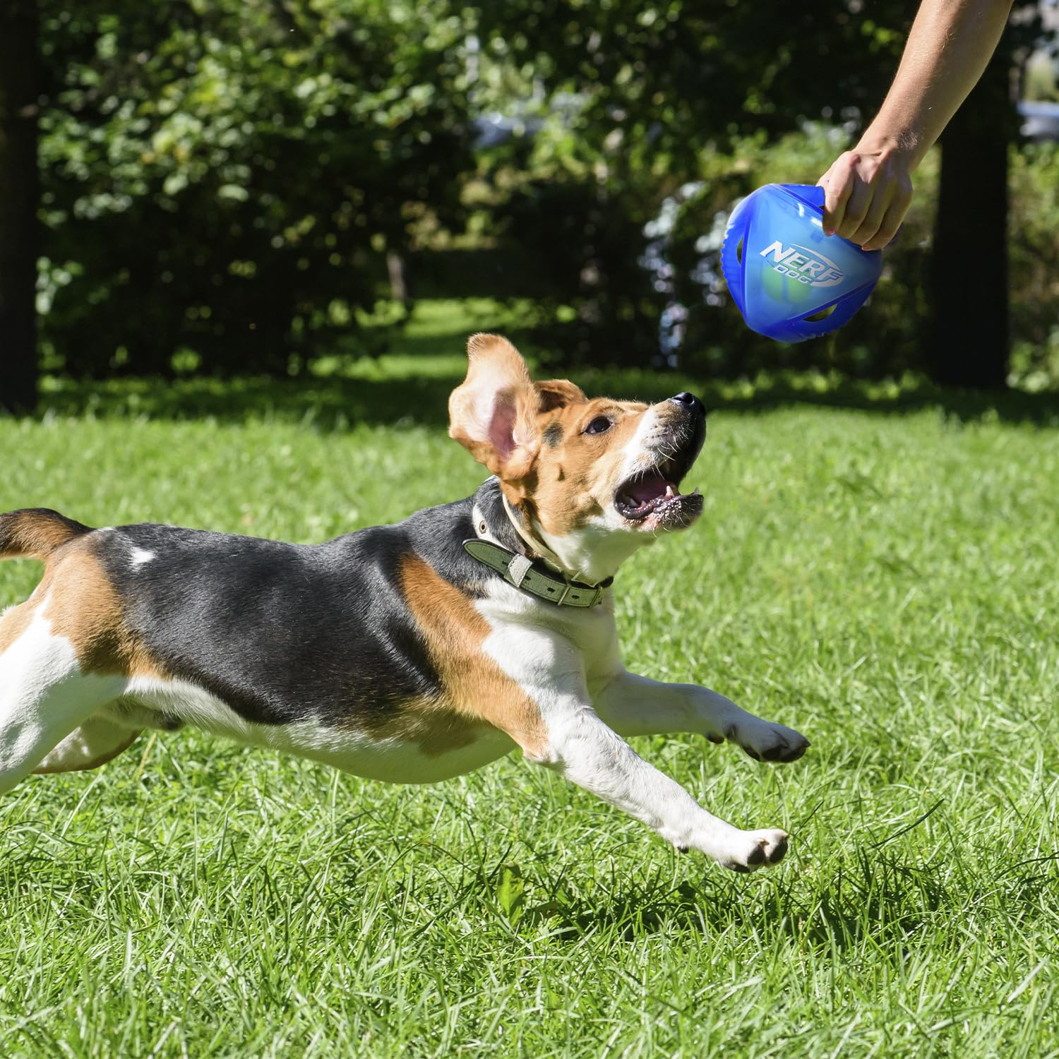 Nerf Dog Juguete interactivo para buscar y traer con perro.