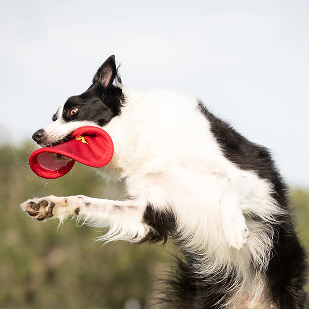 Nerf Dog Nylon Flyer, entrenamiento de recuperación para perros medianos y grandes.